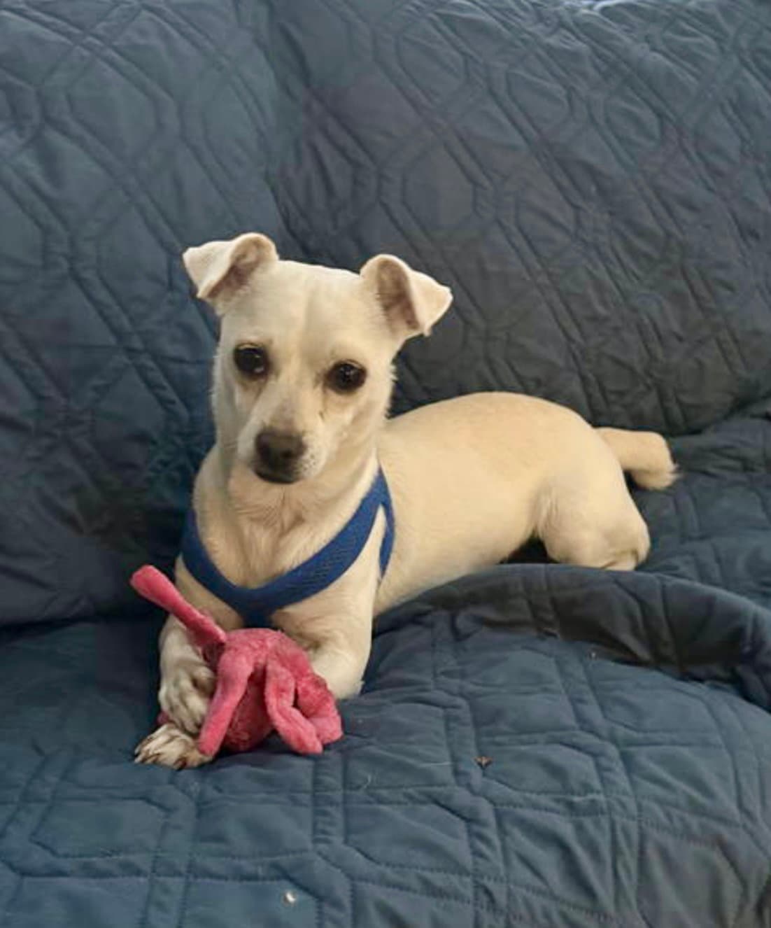 Casper - Chihuahua