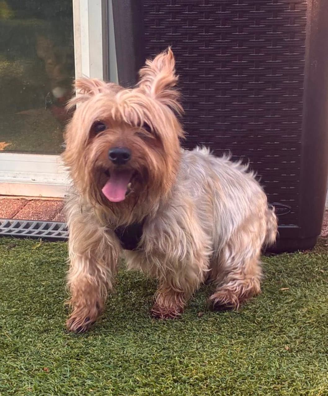 Monk - Silky Terrier