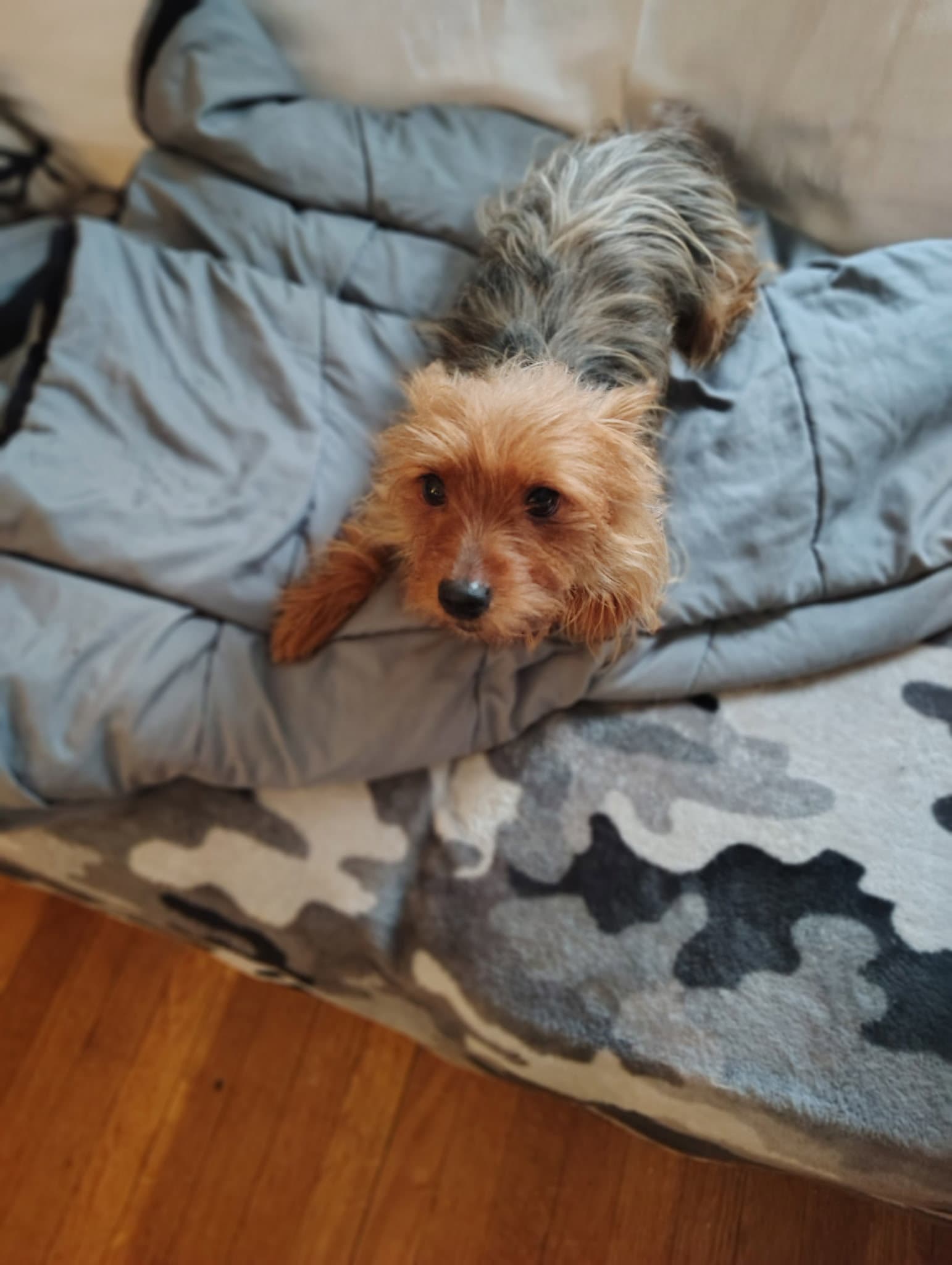 Destiny - Yorkshire Terrier Yorkie