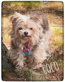 Coco image 1