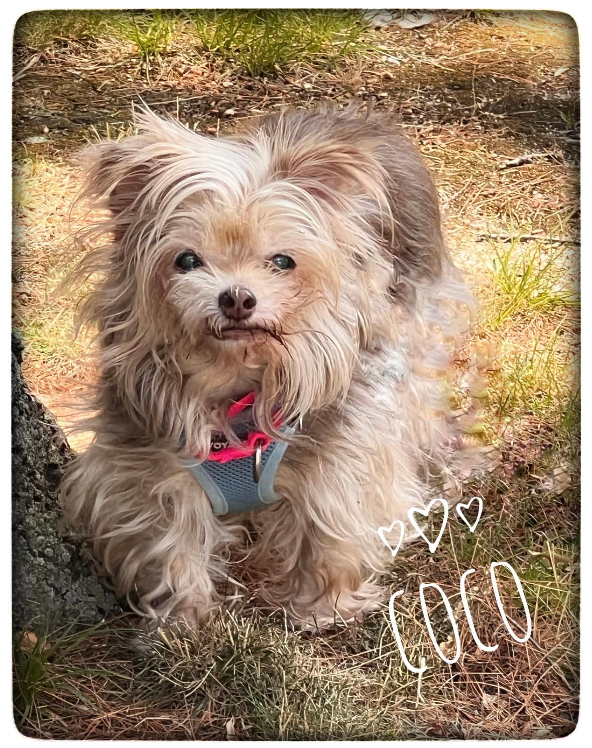 Coco - Yorkshire Terrier Yorkie