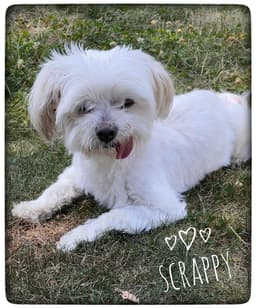 Scrappy image 1