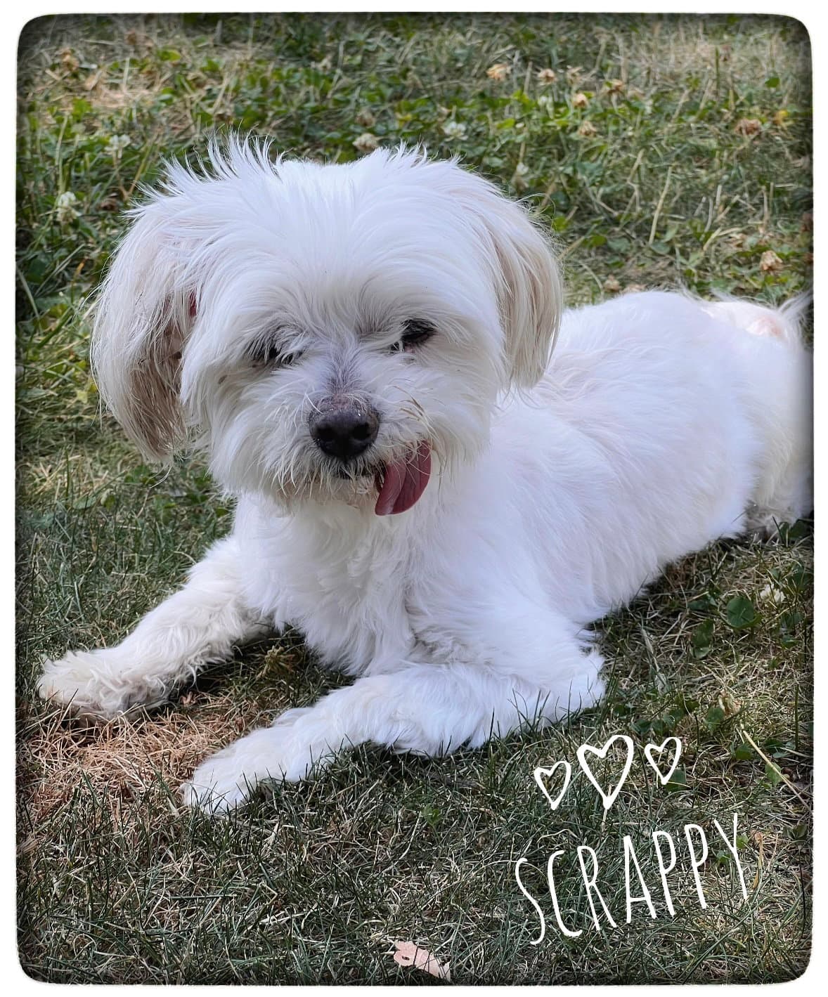 Scrappy - Maltese