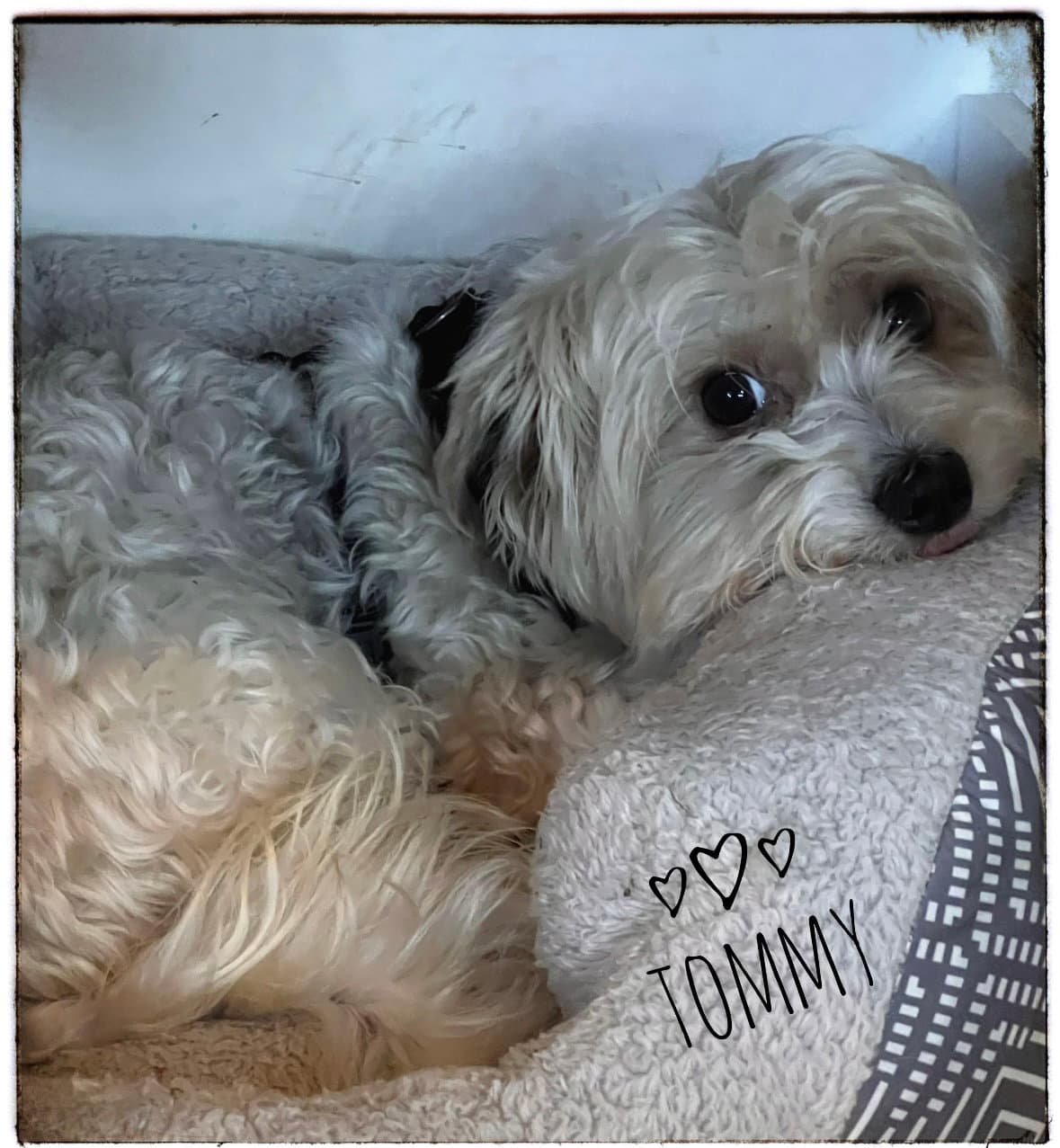 Tommy - Yorkshire Terrier Yorkie