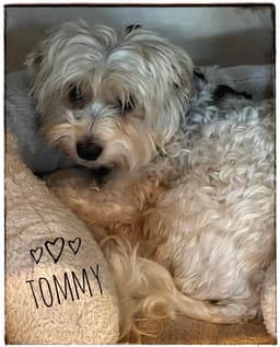 Tommy image 3