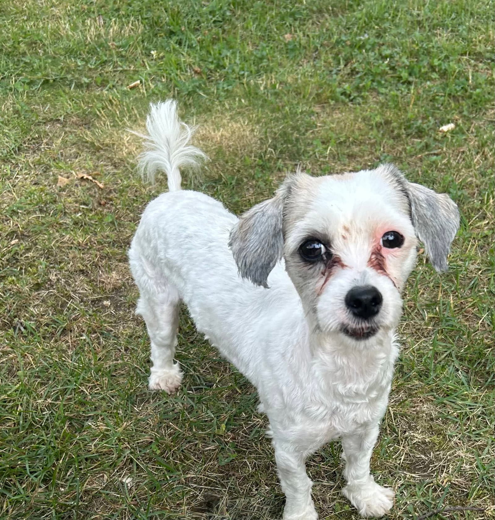 Gouda - Poodle (Miniature)