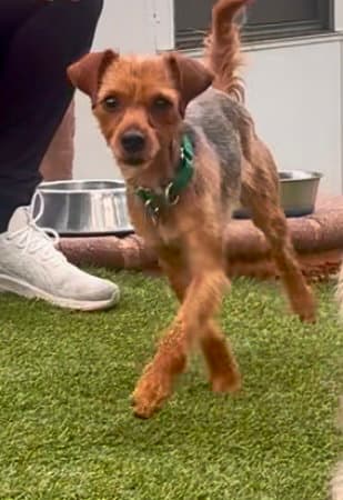 Brie - Yorkshire Terrier Yorkie
