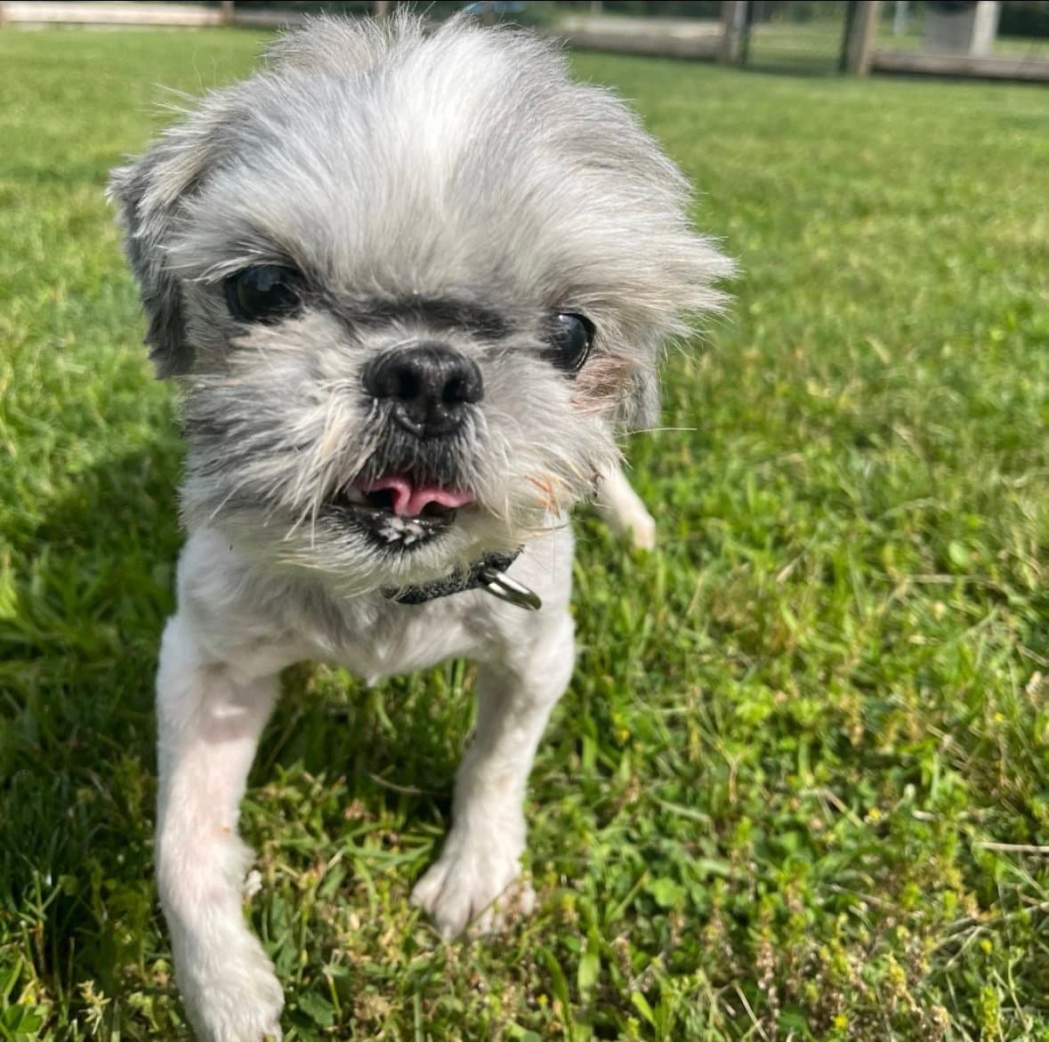 Max - Shih Tzu
