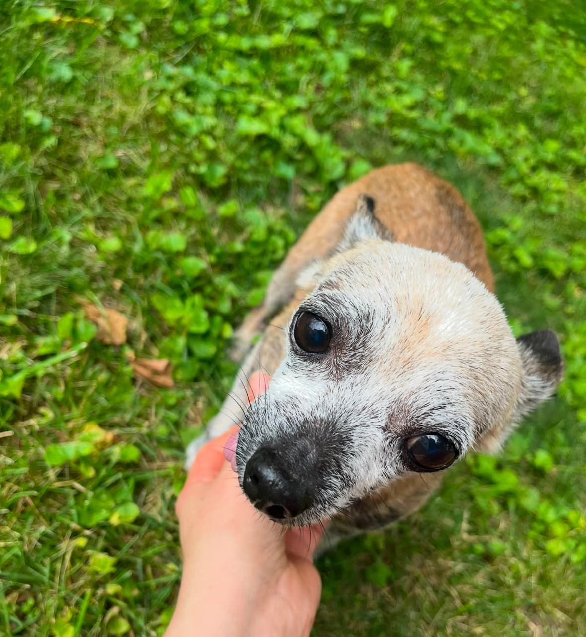 Dolly - Chihuahua