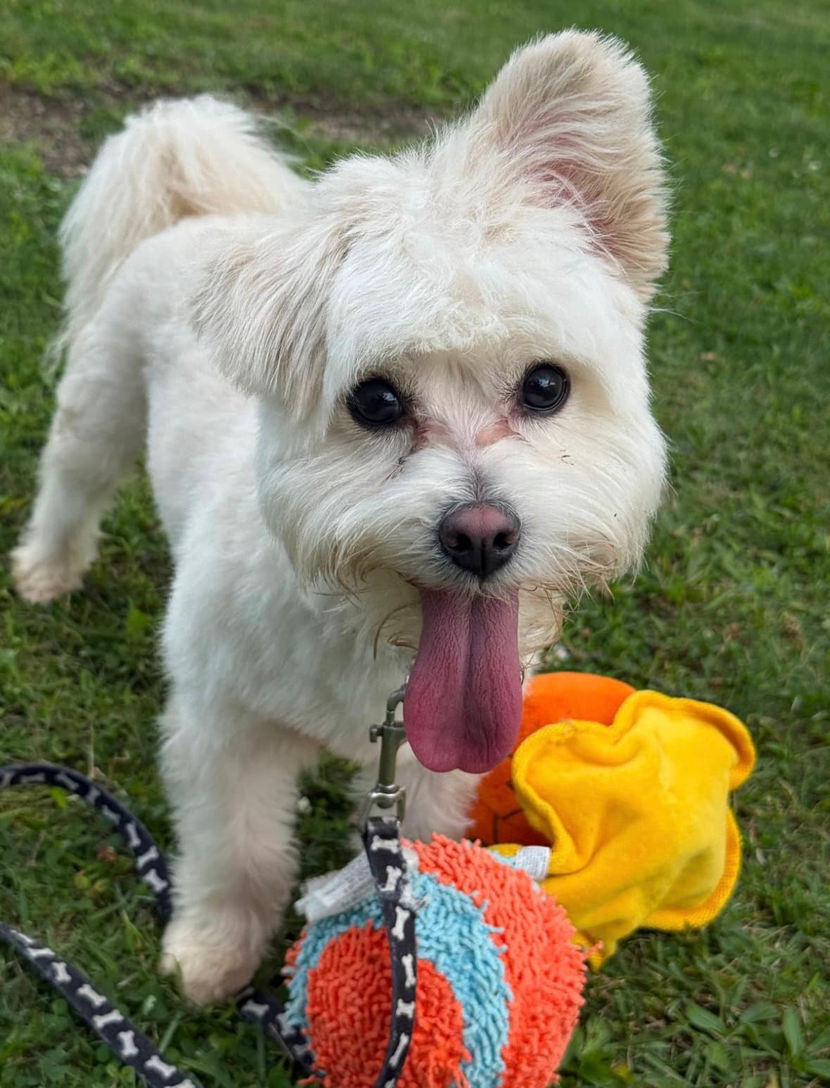 Yoda - Yorkshire Terrier Yorkie