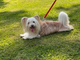 Biscotti image 2
