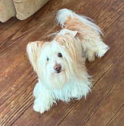 Biscotti image 1