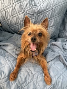 Gigi image 1