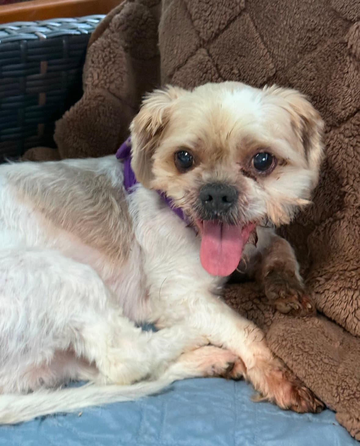 Cody - Yorkshire Terrier Yorkie