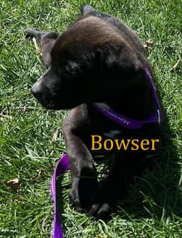 Bowser image 1
