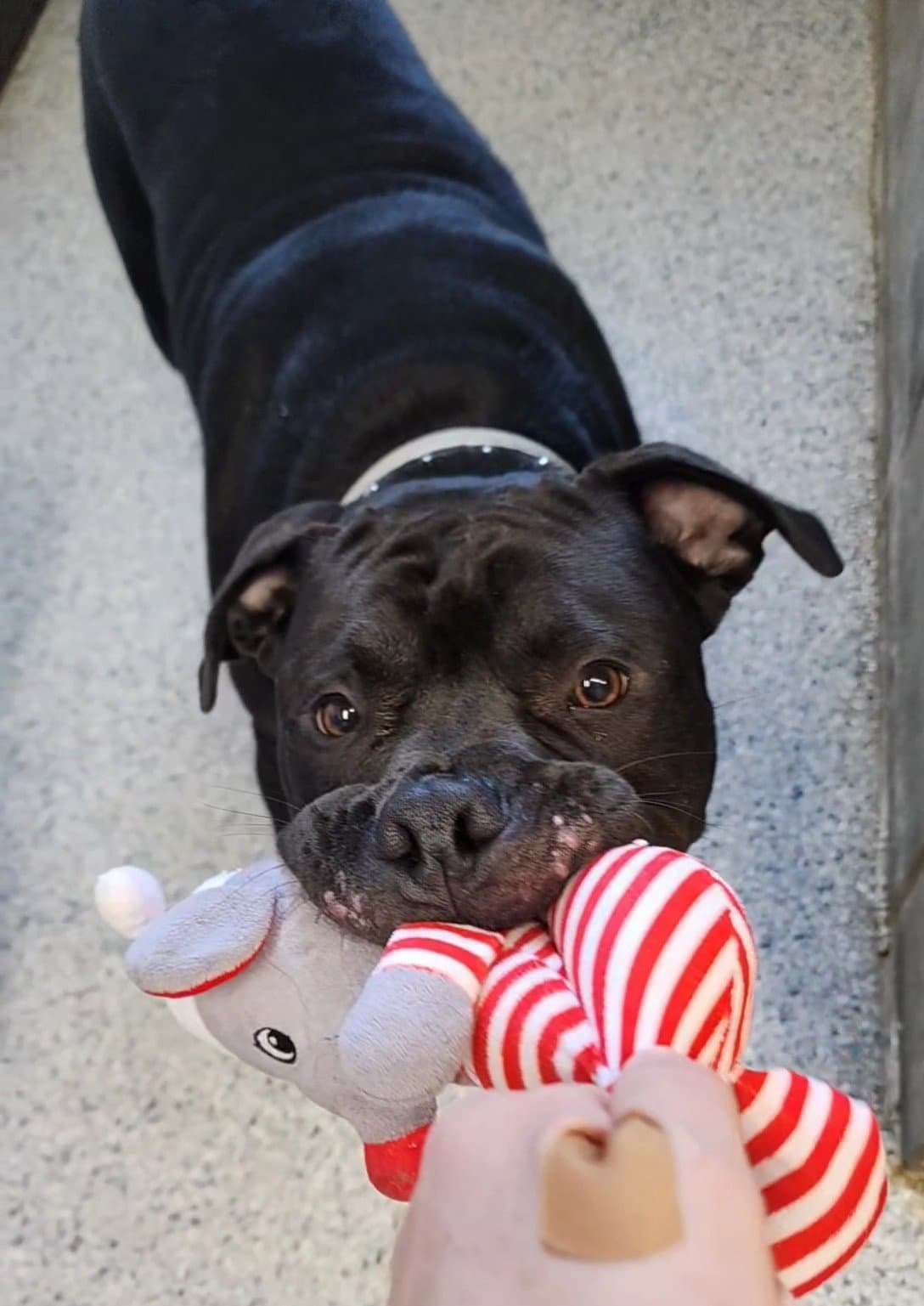 Mamoa - Bulldog