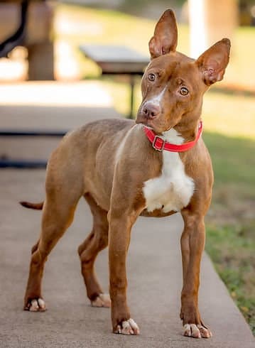Sahara - Terrier