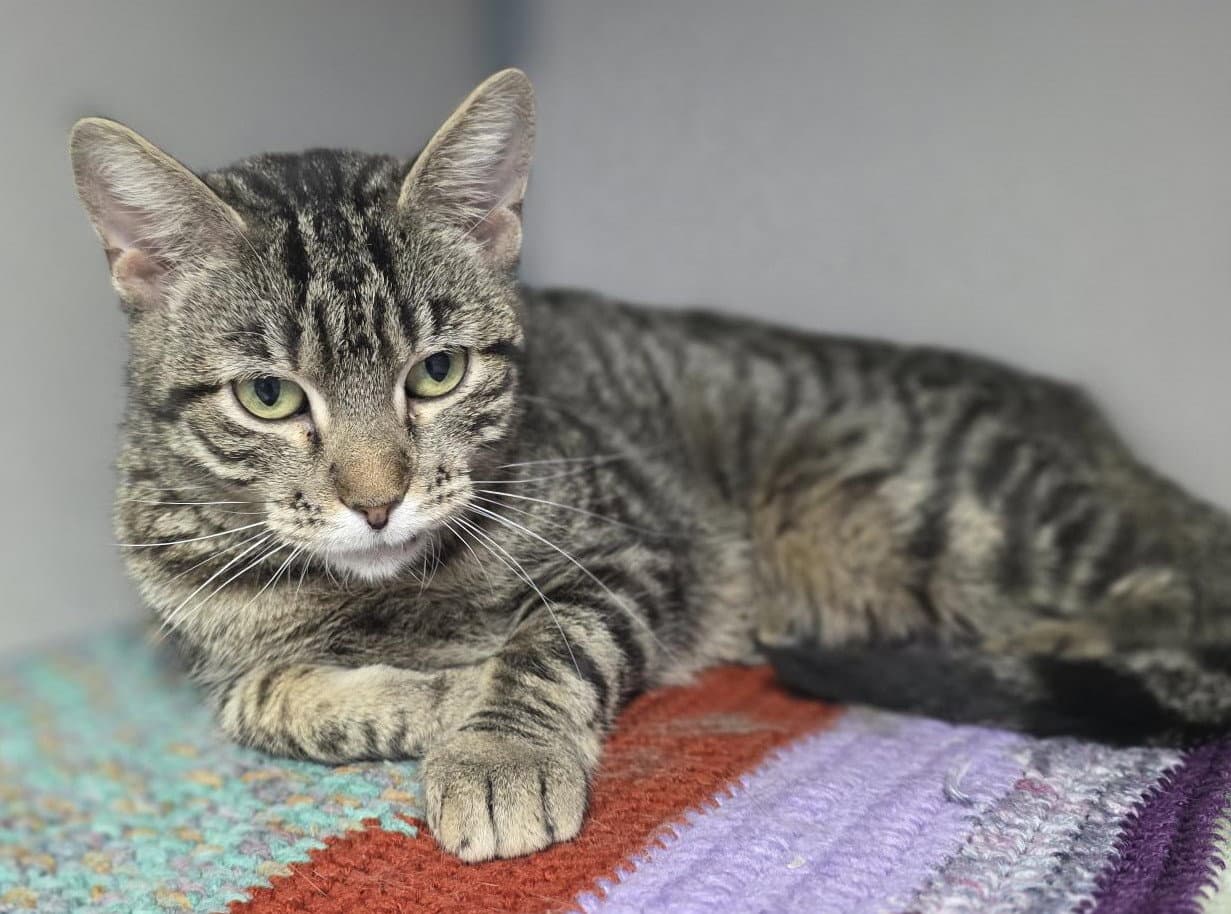 Flower - Tabby