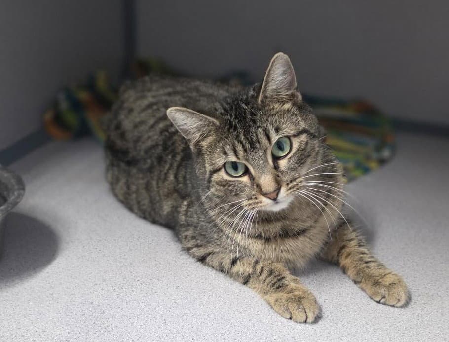 Martha - Tabby