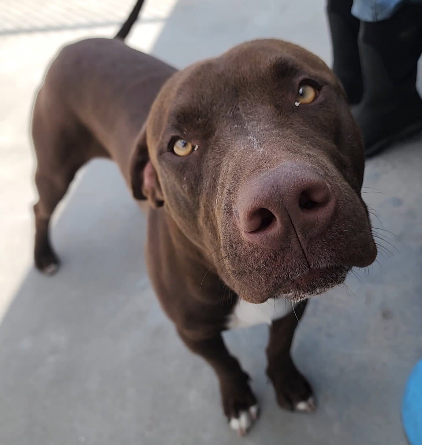 Stryker - Chocolate Labrador Retriever