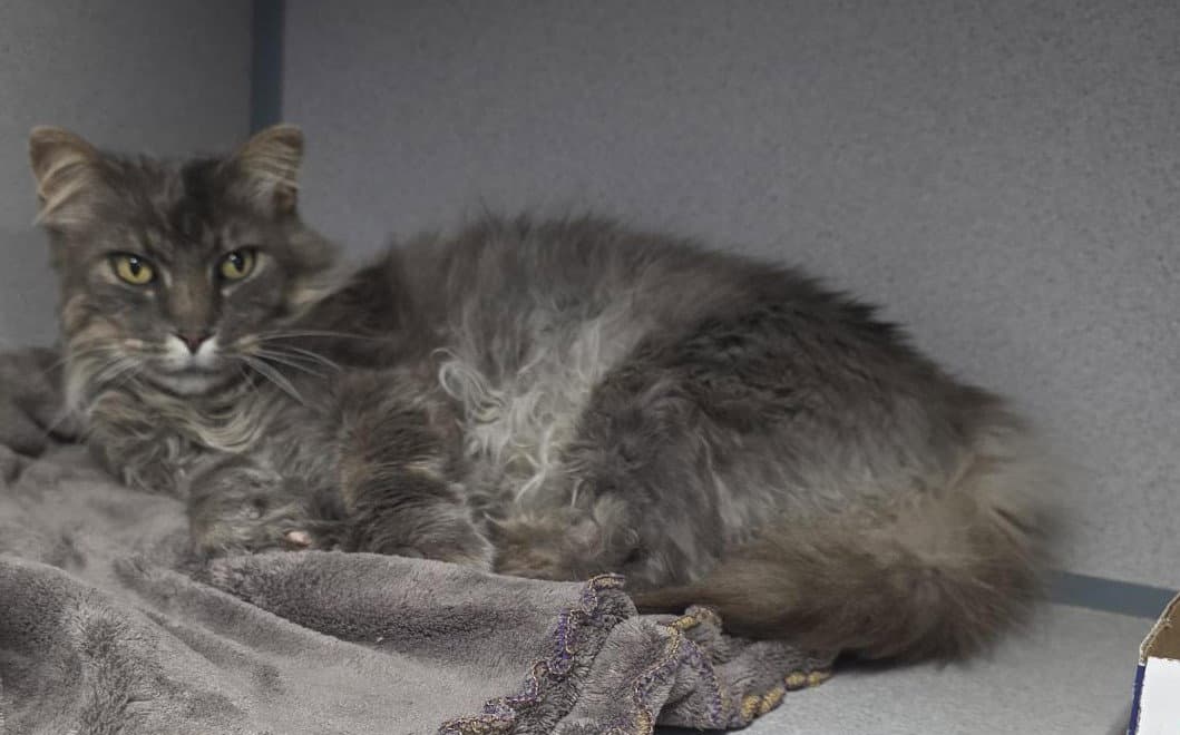 Brent - Domestic Long Hair