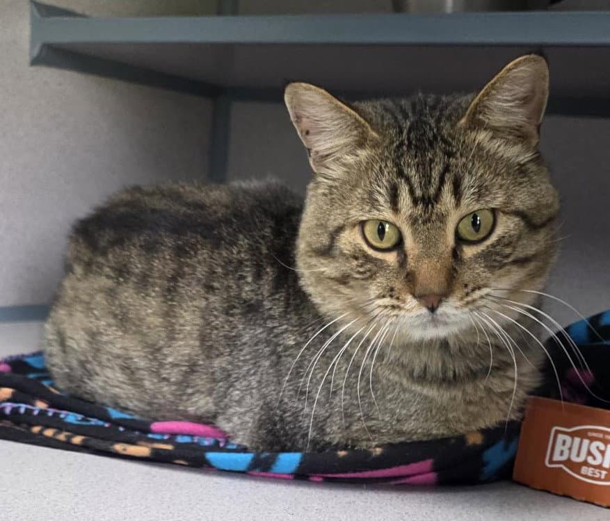 Big Tuna - Domestic Medium Hair