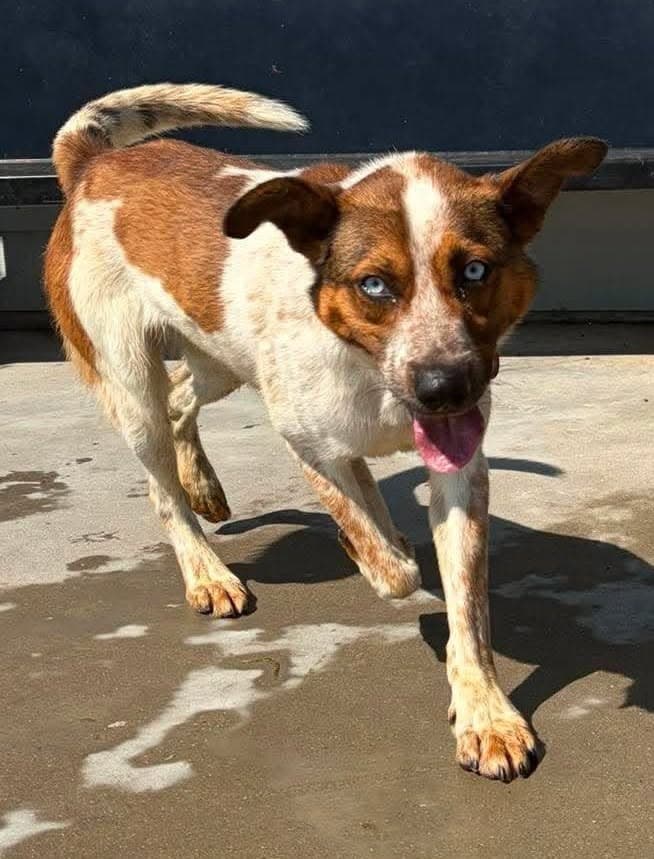 Jethro - Cattle Dog