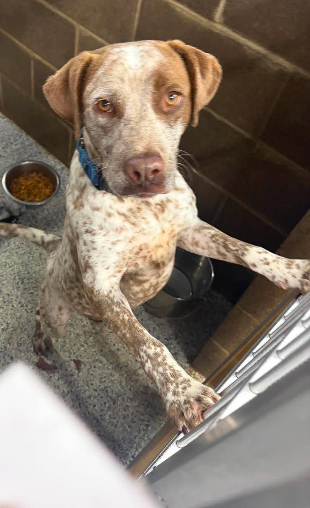 Rose - Australian Cattle Dog/Blue Heeler