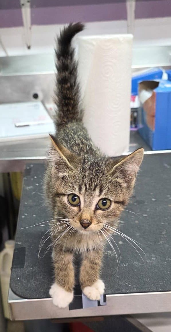 Dottie - Domestic Short Hair