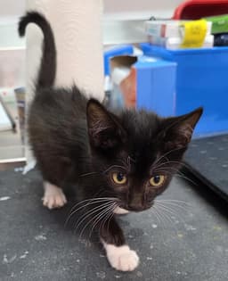 Mae image 1