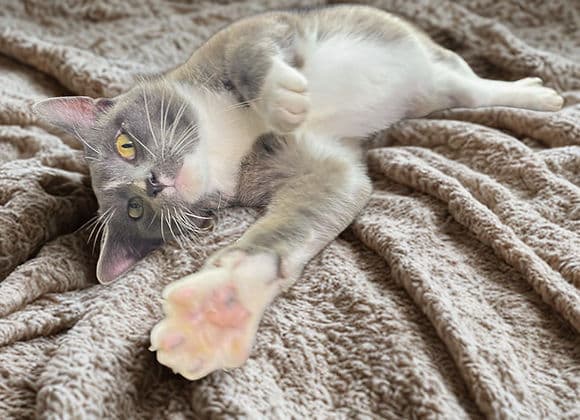 Banjo - Domestic Short Hair