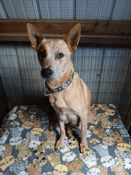 Annie image 1
