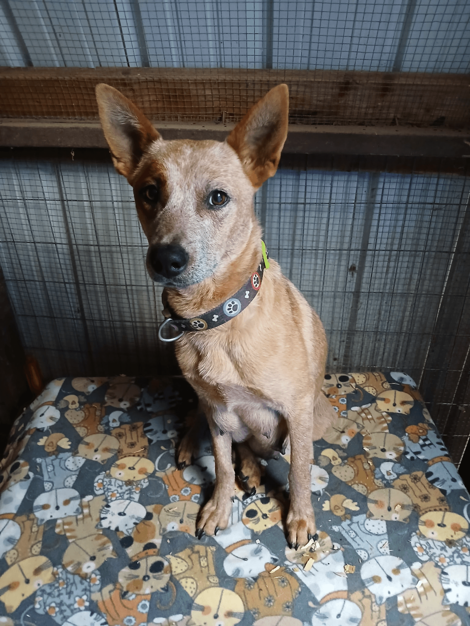 Annie - Australian Cattle Dog/Blue Heeler