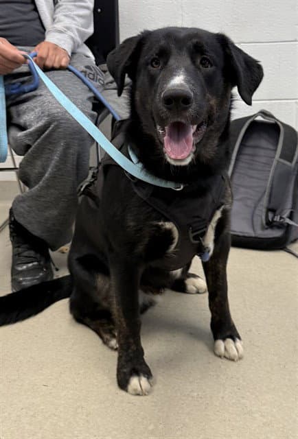 Pop Pop - Labrador Retriever