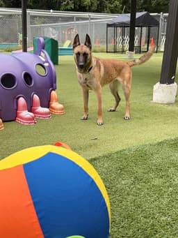 Priscillia image 1