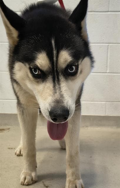 Arctic - Siberian Husky