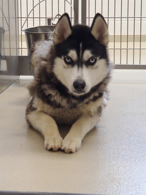Arctic - Siberian Husky