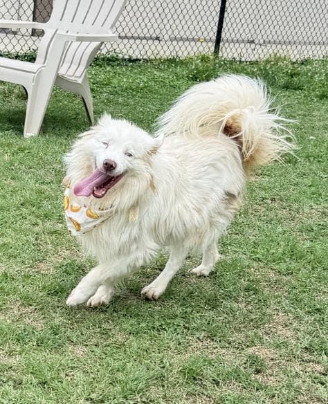 Gordy - Australian Shepherd