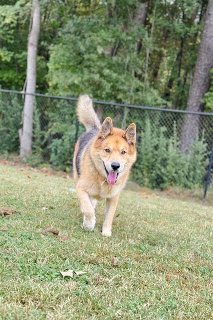 Poncho - German Shepherd Dog