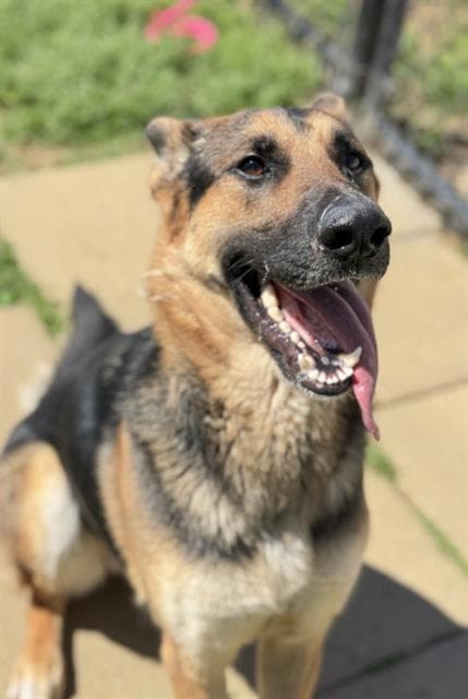 Hodgette - German Shepherd Dog