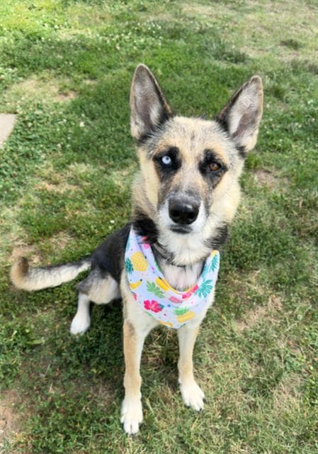 Evie - German Shepherd Dog