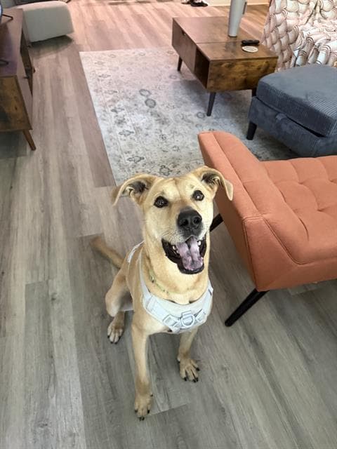 Cassie - Labrador Retriever