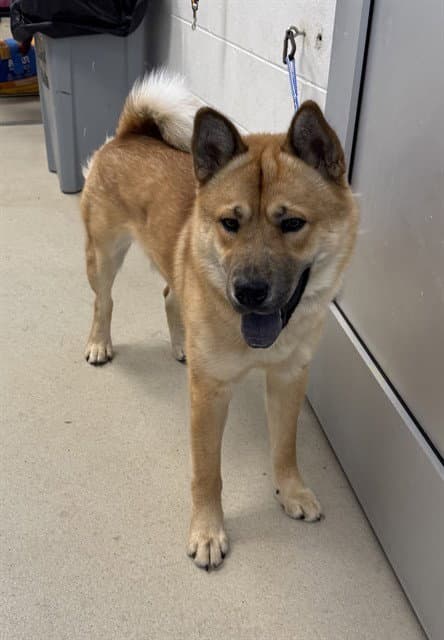 Jersey Mike - German Shepherd Dog