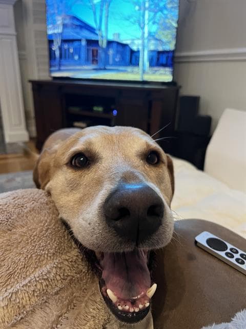 Boy - Golden Retriever