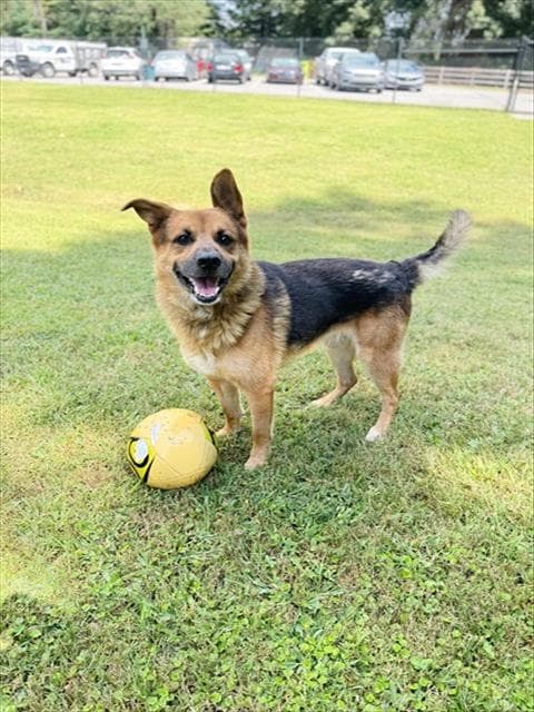 Brodie - German Shepherd Dog
