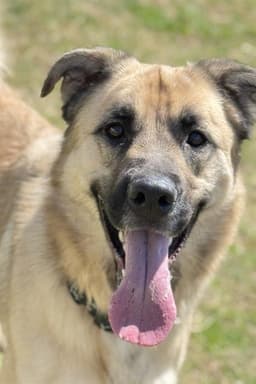 Gus image 1