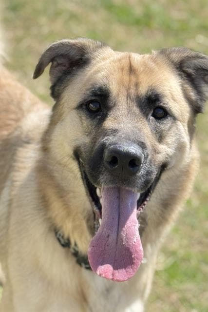 Gus - German Shepherd Dog