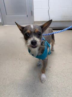 Frankie image 1