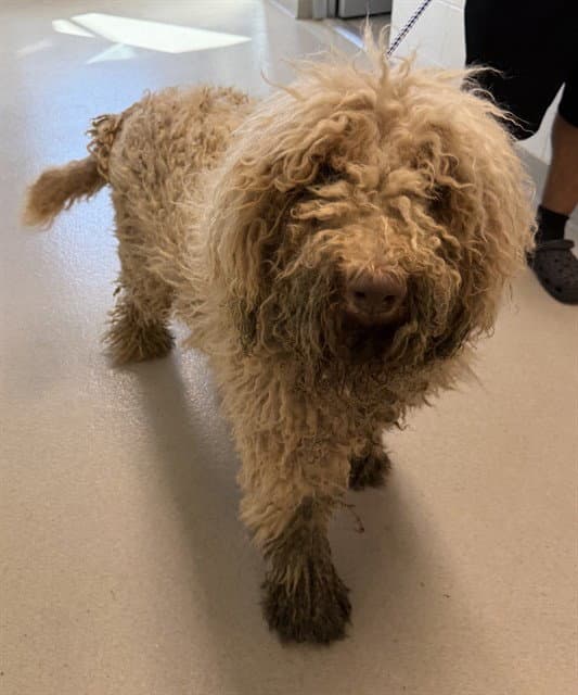 Beau - Poodle (Standard)