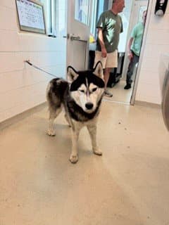Junior - Siberian Husky
